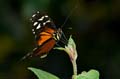 020 Tiger-Passionsfalter - Heliconius ismenius